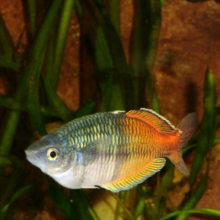 Boesemans Regenbogenfisch im Wuppertaler Zoo am 11. Februar 2012