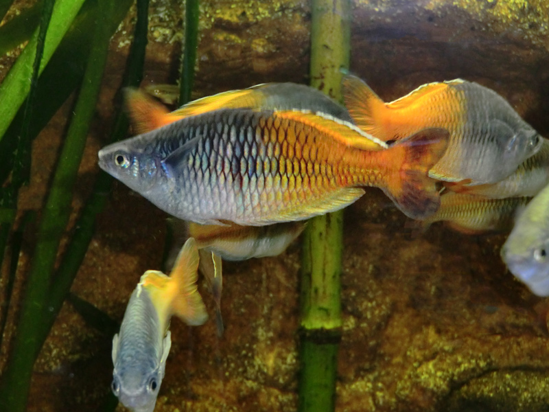 Boesemans Regenbogenfisch im Zoo Wuppertal am 11. Februar 2012