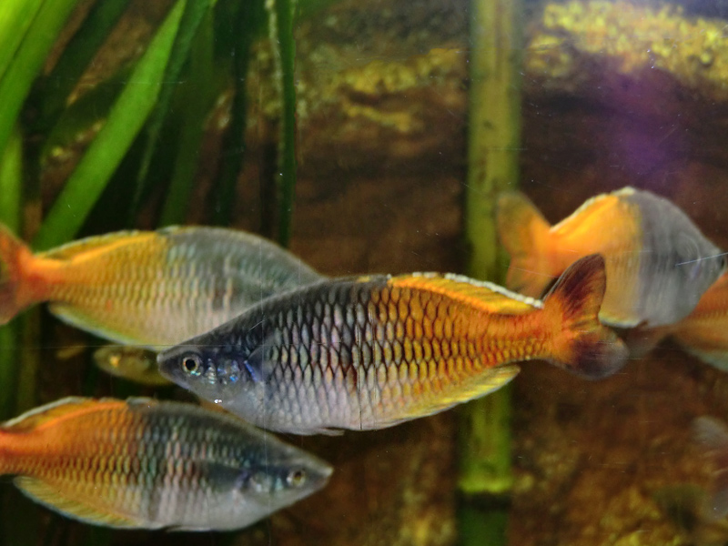 Boesemans Regenbogenfisch im Zoologischen Garten Wuppertal am 11. Februar 2012