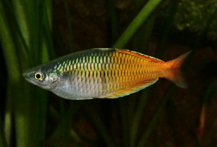 Boesemans Regenbogenfisch im Zoo Wuppertal im Mai 2013