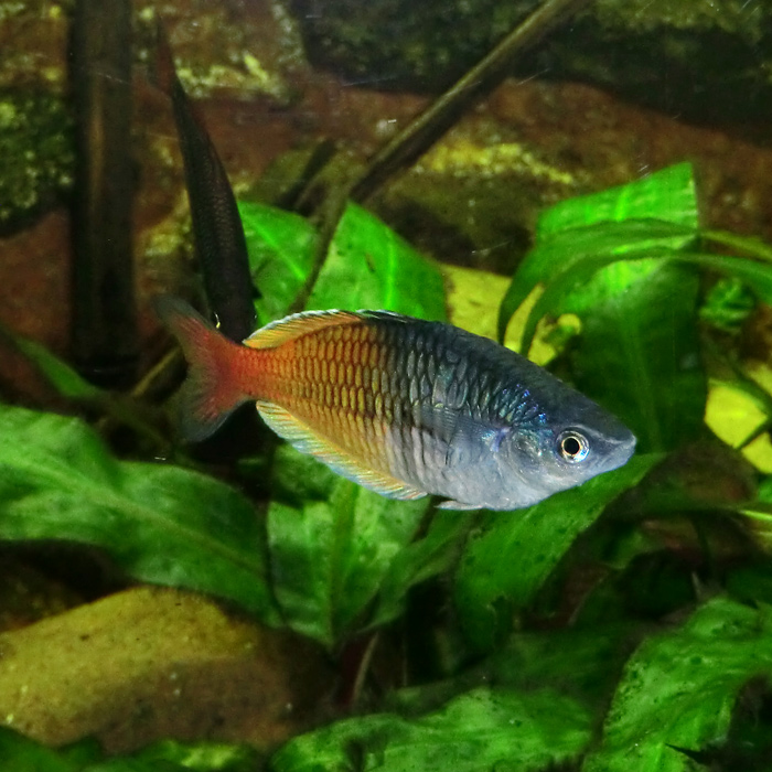 Boesemans Regenbogenfisch im Wuppertaler Zoo im Mai 2013