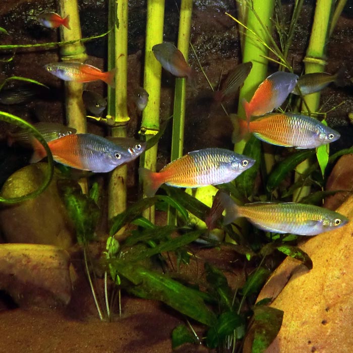 Boesemans Regenbogenfische im Wuppertaler Zoo im August 2014