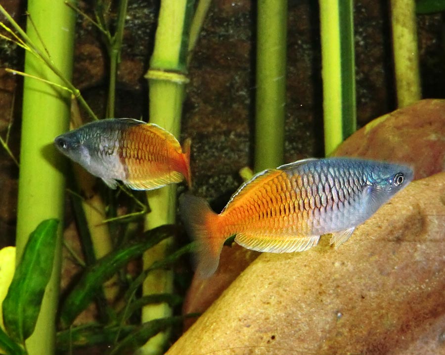 Boesemans Regenbogenfische im Zoo Wuppertal im August 2014