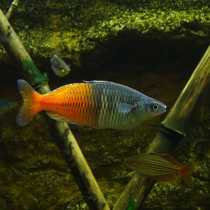 Boesemans Regenbogenfisch im Wuppertaler Zoo im März 2015