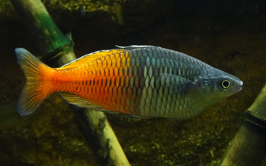 Boesemans Regenbogenfisch im Wuppertaler Zoo im März 2015