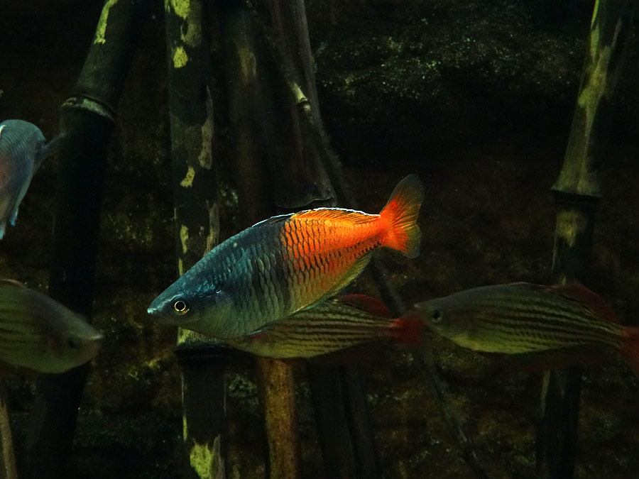 Boesemans Regenbogenfische im Grünen Zoo Wuppertal im März 2015