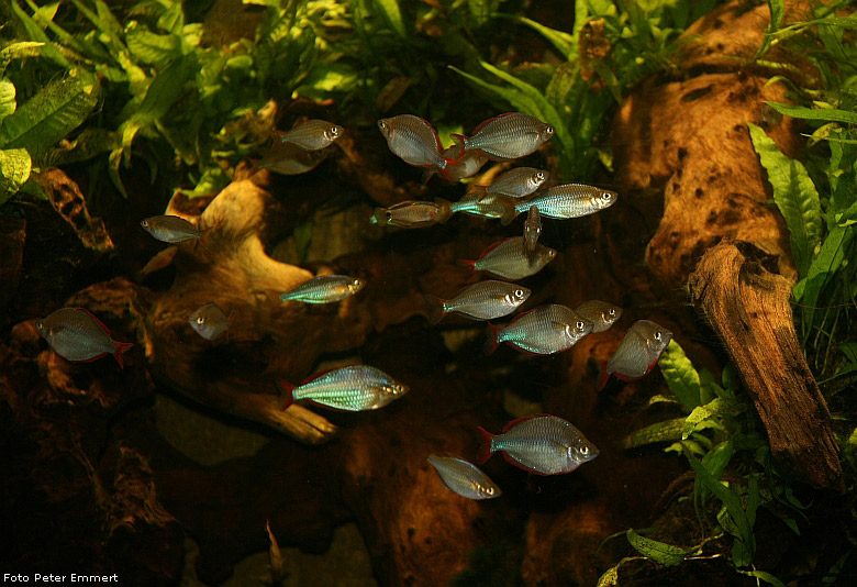 Diamant-Regenbogenfische im Zoo Wuppertal im Februar 2009 (Foto Peter Emmert)