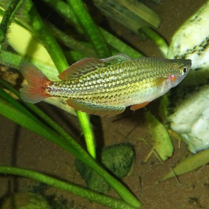 Zwergregenbogenfisch im Wuppertaler Zoo im Oktober 2015