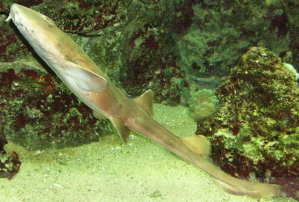 Tropischer Katzenhai im Wuppertaler Zoo im November 2008