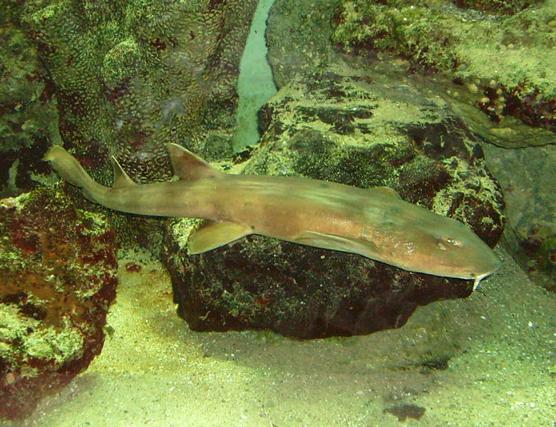 Tropischer Katzenhai im Wuppertaler Zoo im November 2008