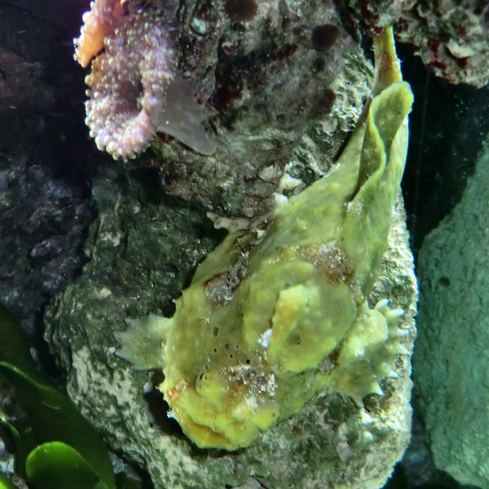 Rundfleck-Anglerfisch im Wuppertaler Zoo im März 2014