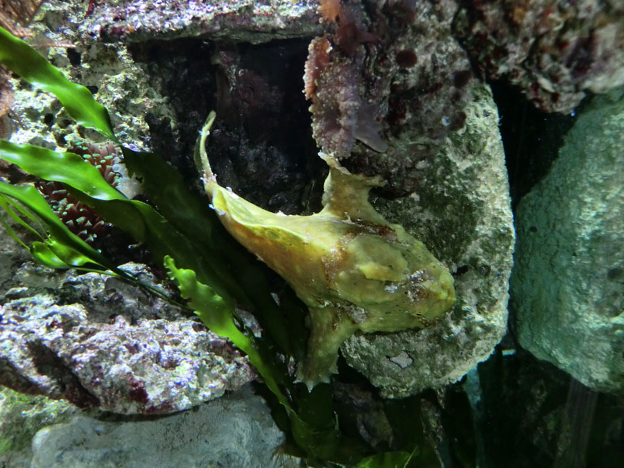 Rundfleck-Anglerfisch im Wuppertaler Zoo im März 2014