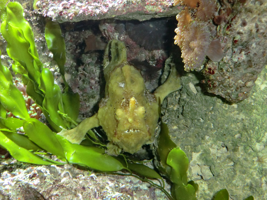 Rundfleck-Anglerfisch im Wuppertaler Zoo im April 2014