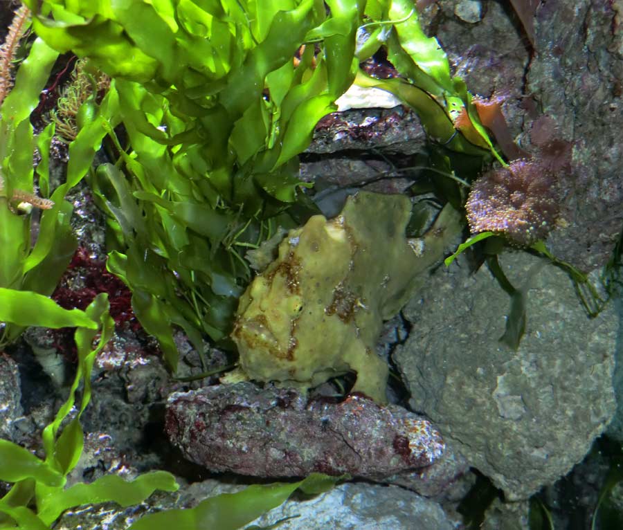 Rundfleck-Anglerfisch im Zoologischen Garten Wuppertal im Juli 2014