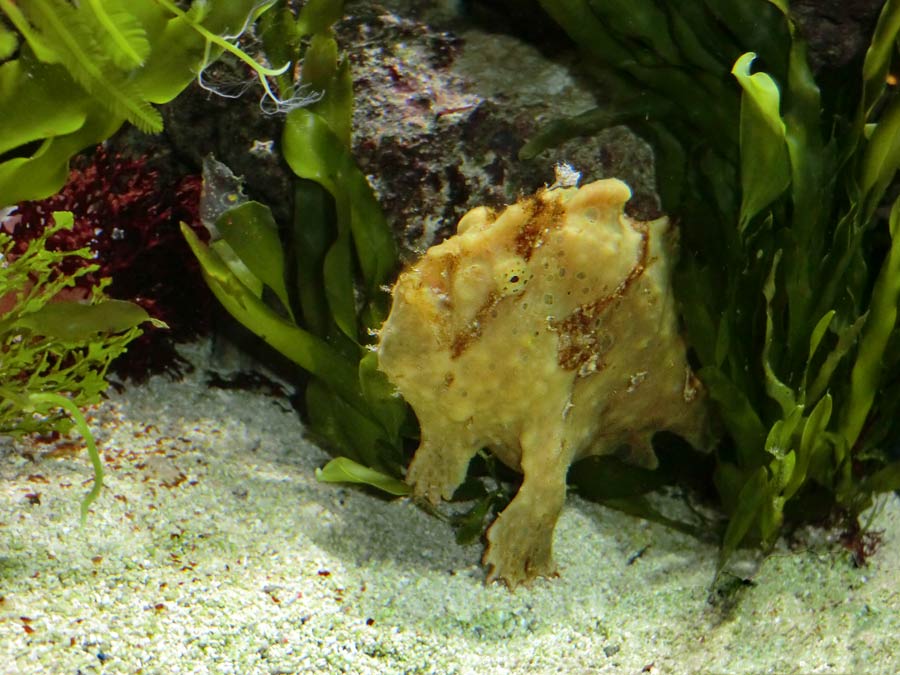 Rundfleck-Anglerfisch im Zoologischen Garten Wuppertal im Oktober 2014