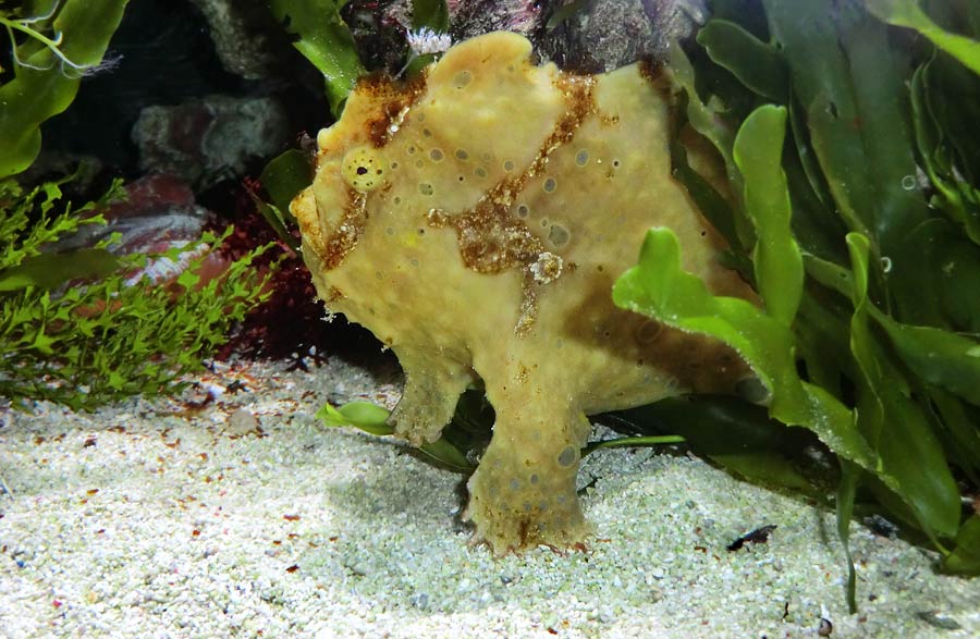 Rundfleck-Anglerfisch im Wuppertaler Zoo im Oktober 2014