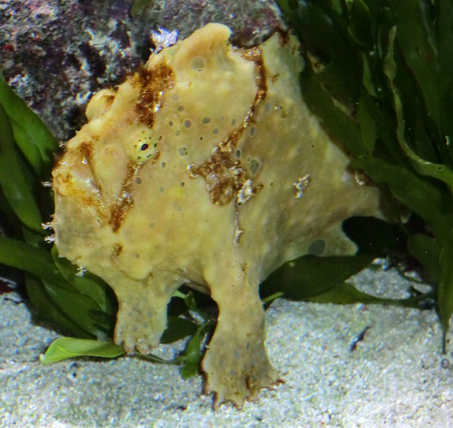 Rundfleck-Anglerfisch im Zoo Wuppertal im Oktober 2014