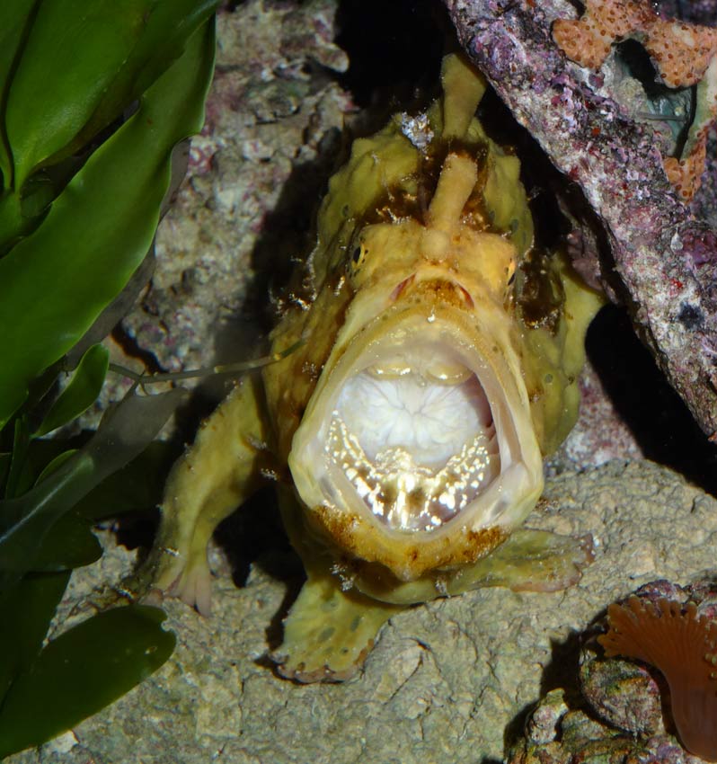 Rundfleck-Anglerfisch im Wuppertaler Zoo im November 2014