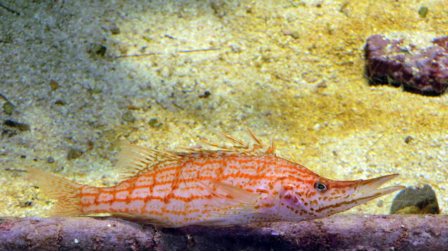 Langschnauzen-Büschelbarsch im Zoo Wuppertal am 16. Februar 2012