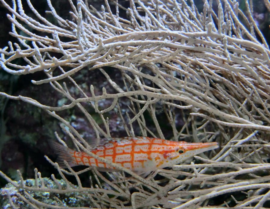 Langschnauzen-Büschelbarsch im Wuppertaler Zoo im März 2013