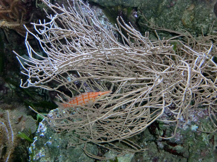 Langschnauzen-Büschelbarsch im Zoologischen Garten Wuppertal im März 2013