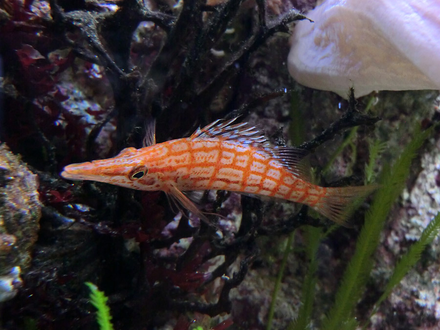 Langschnauzen-Büschelbarsch im Wuppertaler Zoo im August 2013