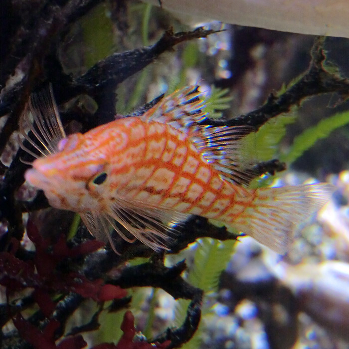 Langschnauzen-Büschelbarsch im Wuppertaler Zoo im August 2013