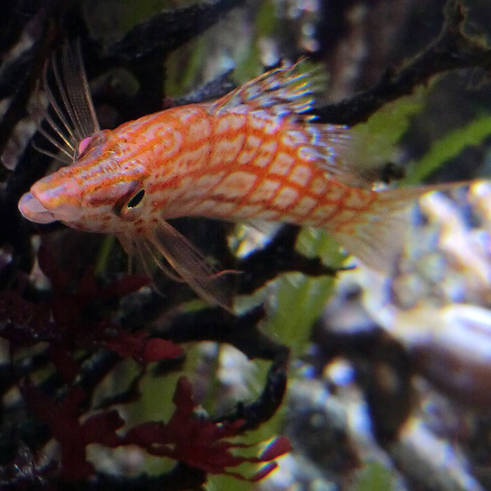 Langschnauzen-Büschelbarsch im Wuppertaler Zoo im August 2013