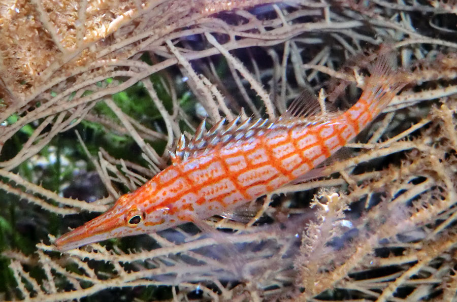 Langschnauzen-Büschelbarsch im Zoologischen Garten Wuppertal im November 2013