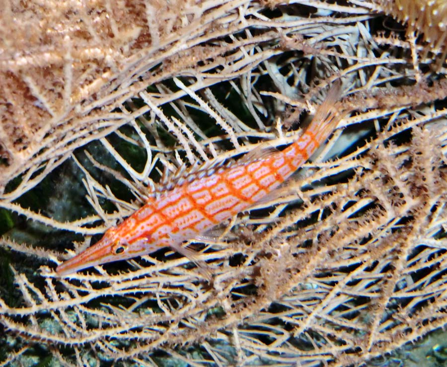 Langschnauzen-Büschelbarsch im Wuppertaler Zoo im November 2013