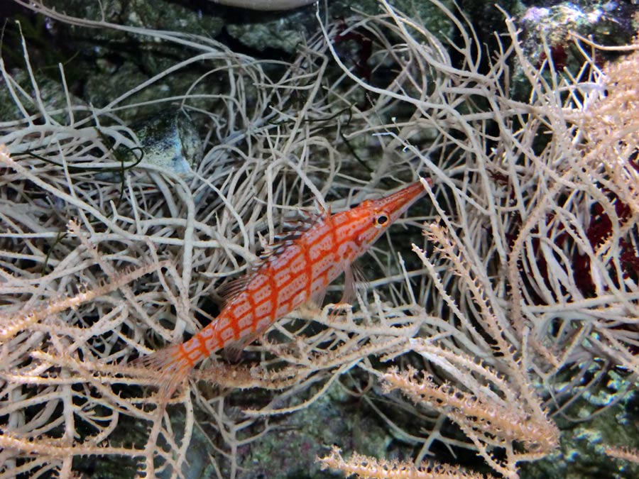 Langschnauzen-Büschelbarsch im Zoo Wuppertal im Dezember 2013