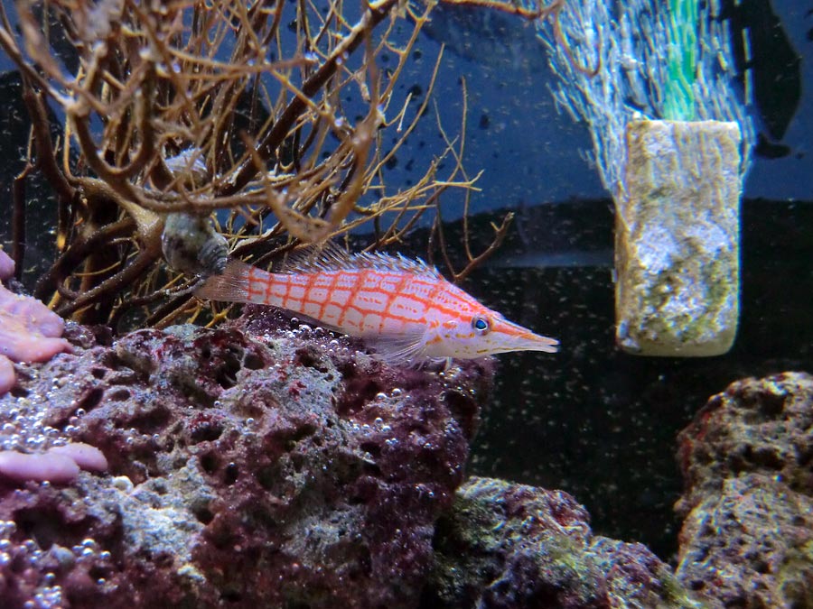 Langschnauzen-Büschelbarsch im Zoo Wuppertal im Juni 2014