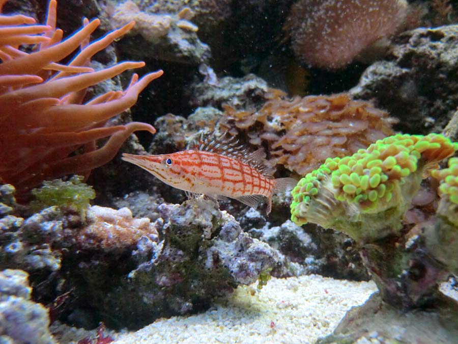 Langschnauzen-Büschelbarsch im Wuppertaler Zoo im Juli 2014