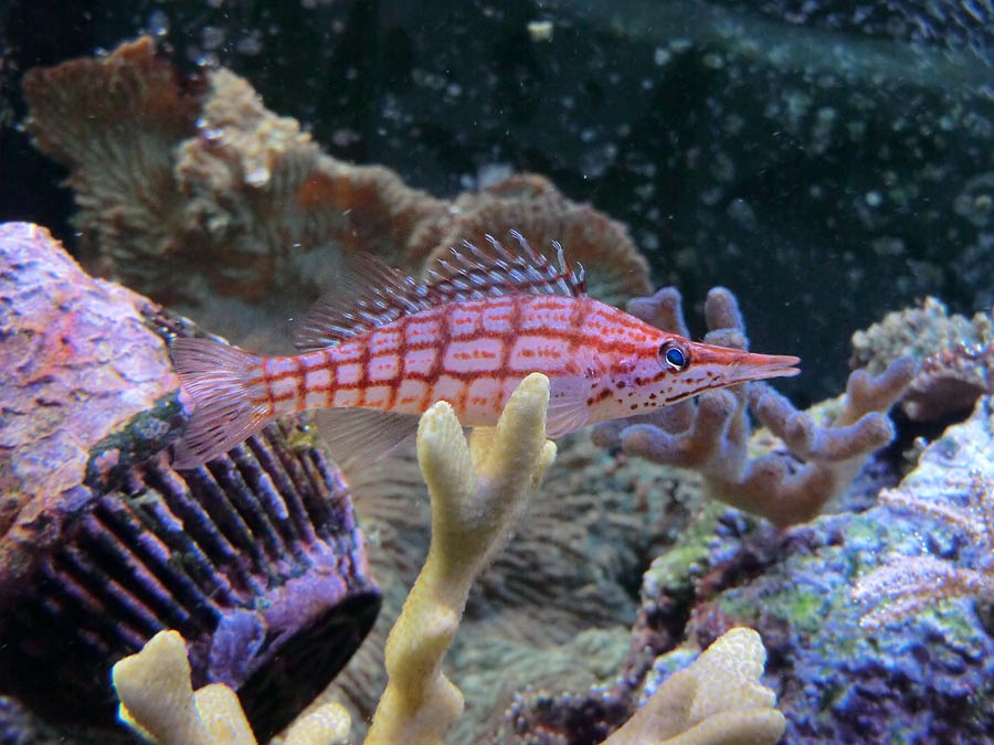 Langschnauzen-Büschelbarsch im Zoo Wuppertal im Oktober 2014