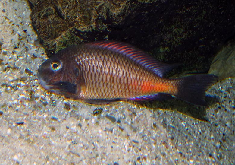 Brabantbuntbarsch am 13. April 2016 im Aquarium im Grünen Zoo Wuppertal