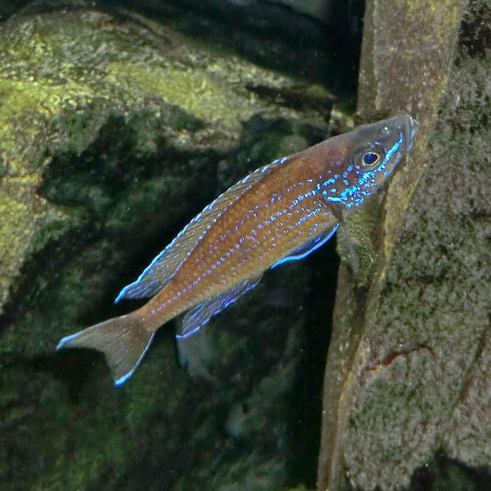 Kärpflingsbuntbarsch im Wuppertaler Zoo im März 2012