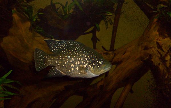 Madagaskar-Buntbarsch im Wuppertaler Zoo im Dezember 2008