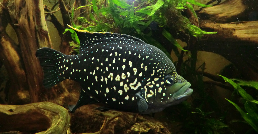 Madagaskar-Buntbarsch im Zoo Wuppertal im Juli 2012