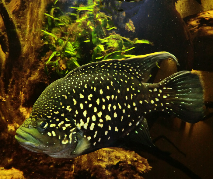 Madagaskar-Buntbarsch im Wuppertaler Zoo im November 2012