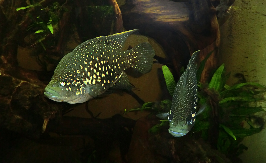 Madagaskar-Buntbarsche im Zoo Wuppertal im November 2012