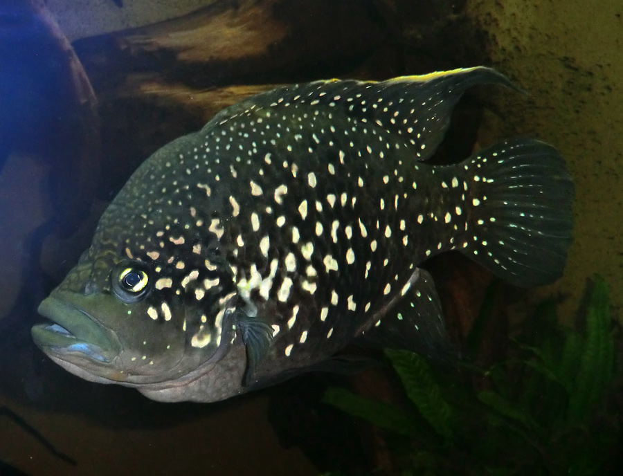 Madagaskar-Buntbarsch im Wuppertaler Zoo im November 2012