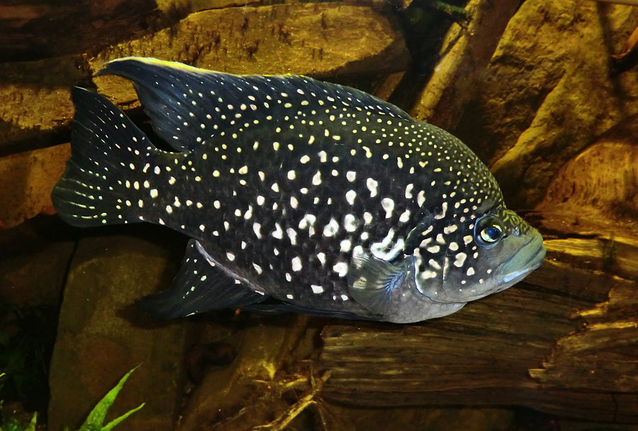 Madagaskar-Buntbarsch im Zoo Wuppertal im Dezember 2013