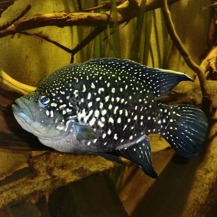 Madagaskar-Buntbarsch im Wuppertaler Zoo im Dezember 2013