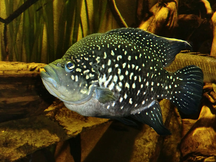 Madagaskar-Buntbarsch im Wuppertaler Zoo im Dezember 2013