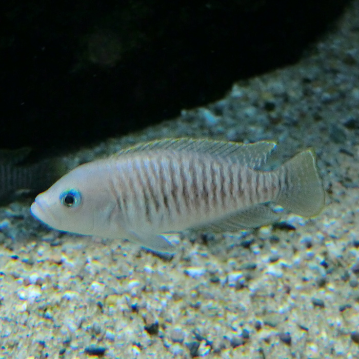 Schneckenbarsch im Wuppertaler Zoo im Januar 2013