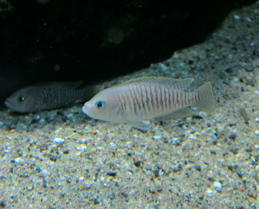 Schneckenbarsche im Wuppertaler Zoo im Januar 2013