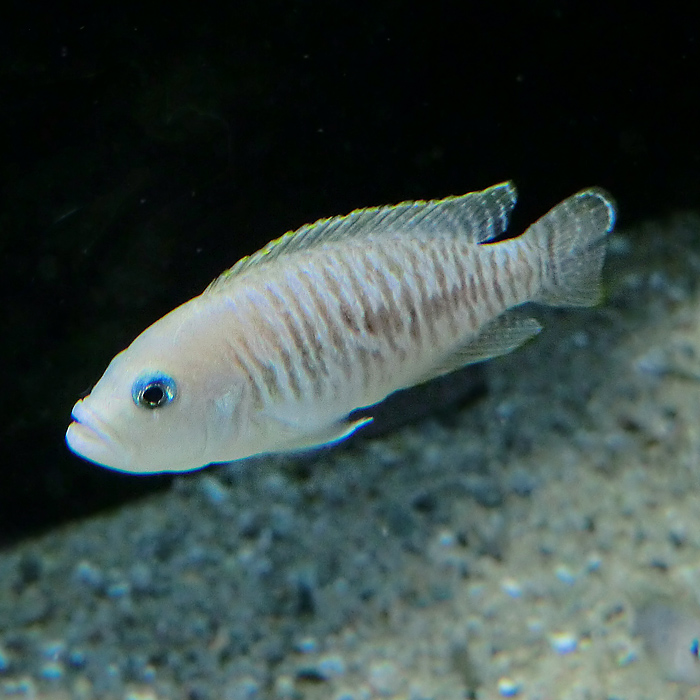 Schneckenbarsch im Wuppertaler Zoo im Januar 2013