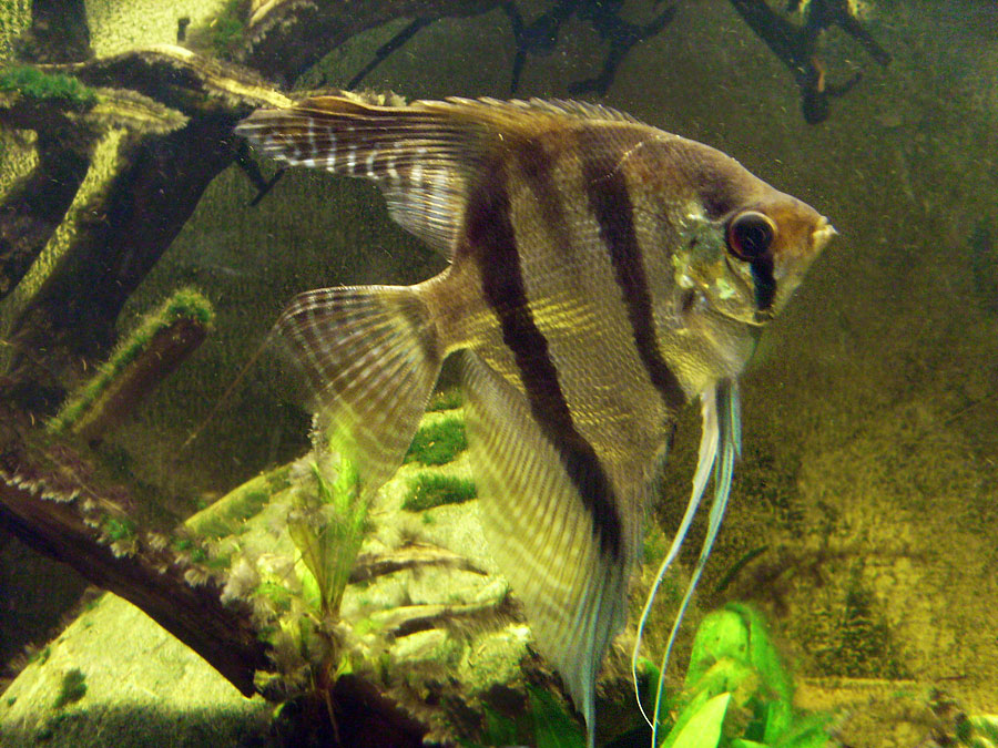 Segelflosser im Zoologischen Garten Wuppertal im Mai 2010