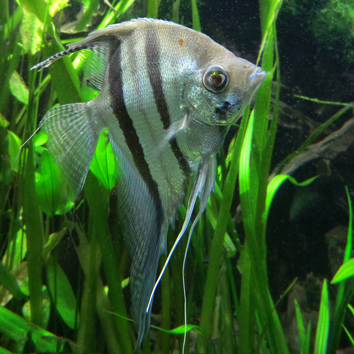 Segelflosser im Wuppertaler Zoo im Februar 2013