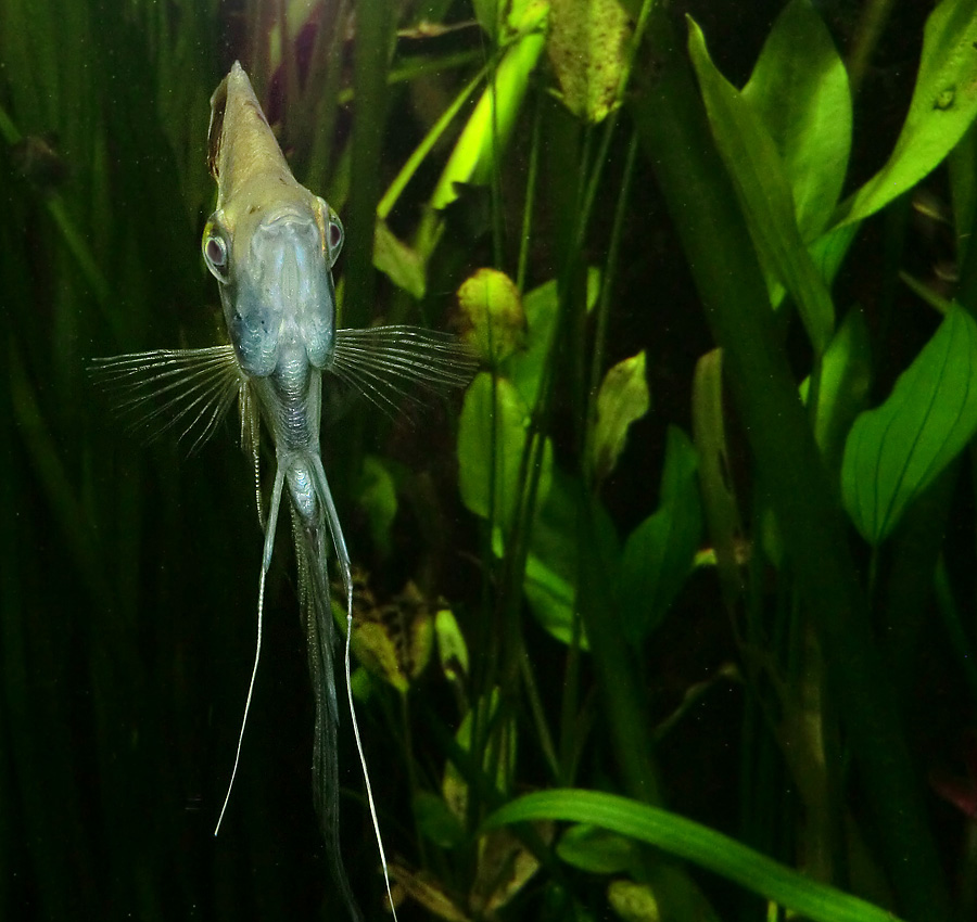 Segelflosser im Wuppertaler Zoo im Februar 2013